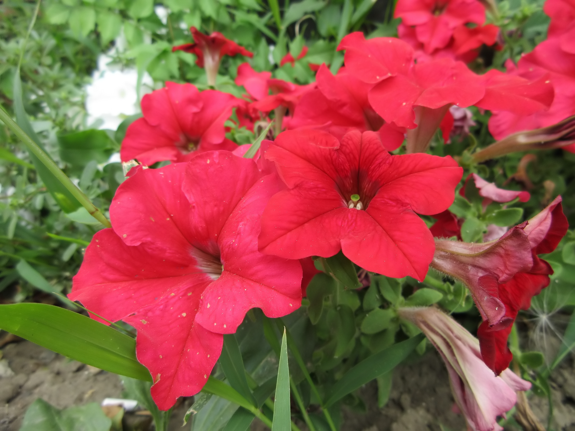 Download Nature Petunia HD Wallpaper by Meduzanol