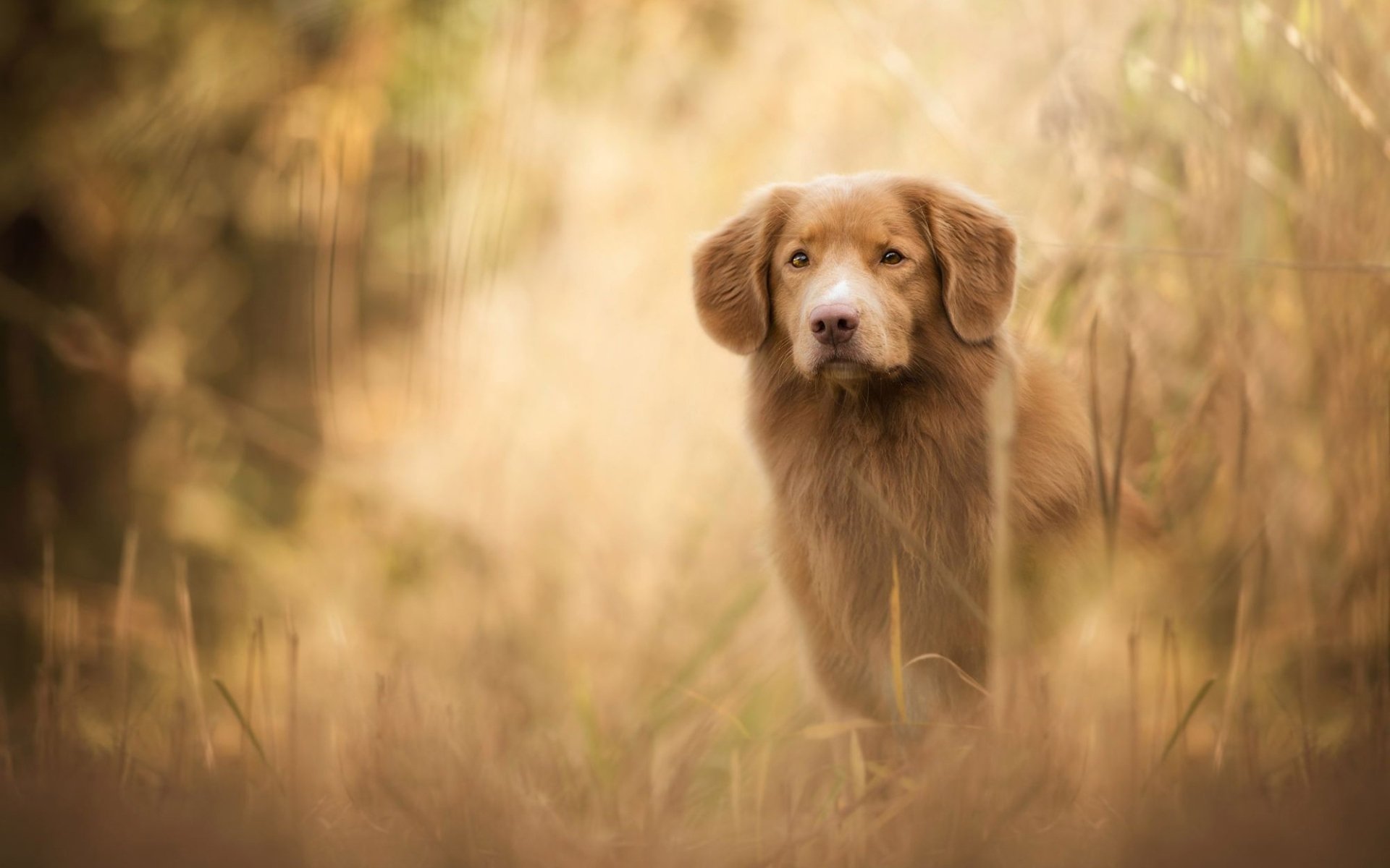 HD PC desktop wallpaper: Nova Scotia Duck Tolling Retriever dog poised in golden tall grass with a warm, soft bokeh background.
