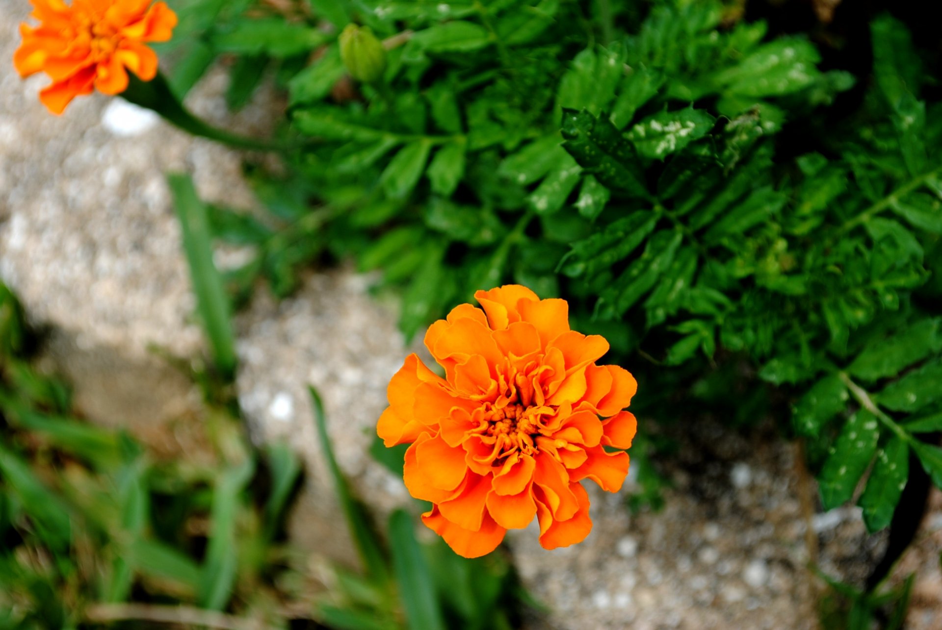 A vibrant marigold flower blooms amidst lush green foliage, captured in high-definition, making for a stunning nature-themed desktop wallpaper.