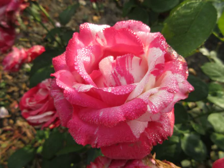 pink rose nature rose HD Desktop Wallpaper | Background Image