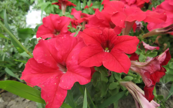 nature petunia HD Desktop Wallpaper | Background Image