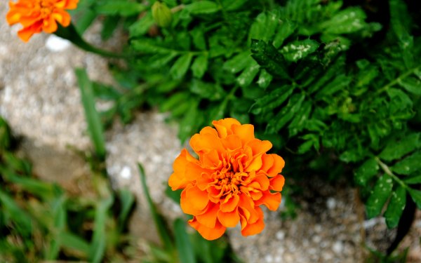Earth Marigold Flowers Flower HD Wallpaper | Background Image