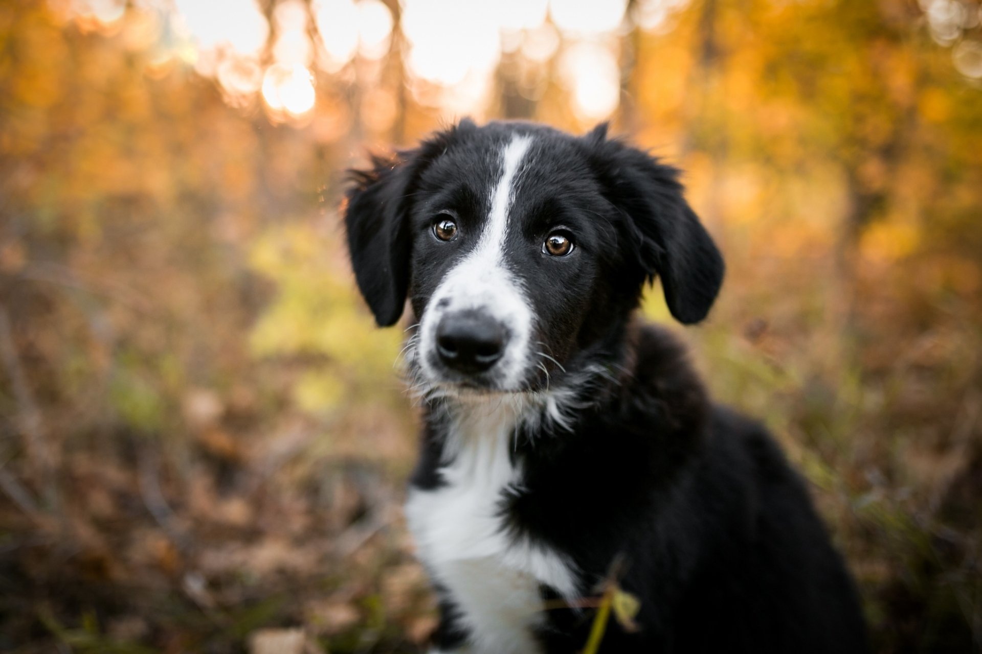 Download Depth Of Field Puppy Baby Animal Dog Animal Border Collie HD ...