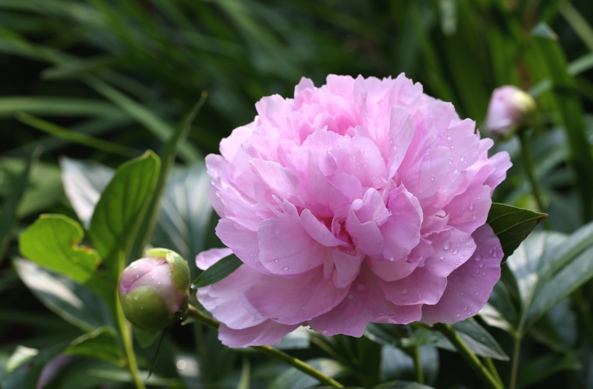 HD desktop wallpaper showcasing a close-up of a blooming pink peony surrounded by green foliage in a natural outdoor setting.