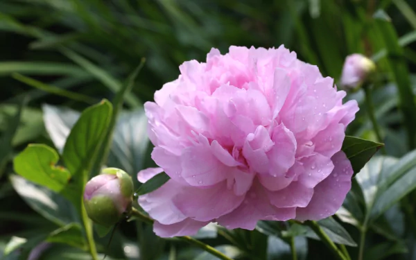 nature peony HD Desktop Wallpaper | Background Image