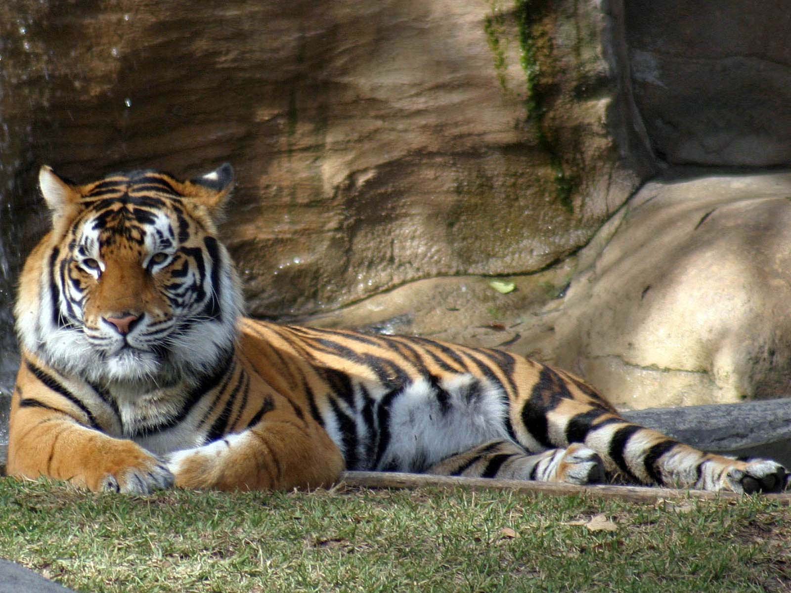 HD PC desktop wallpaper background: animal tiger reclining on grass before a rock wall, vivid close-up portrait with striking orange-and-black stripes.