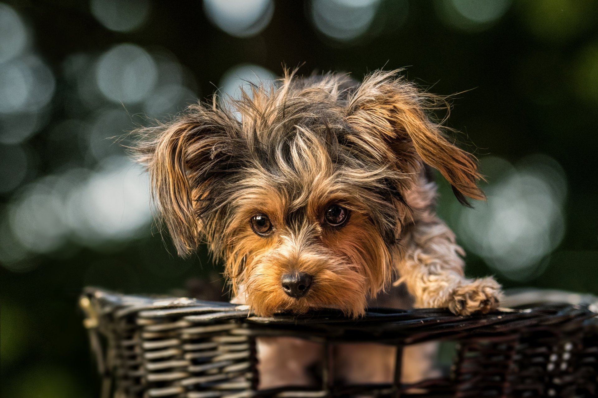 HD PC desktop wallpaper: cute terrier puppy peeking from a wicker basket, soft fur and big curious eyes.