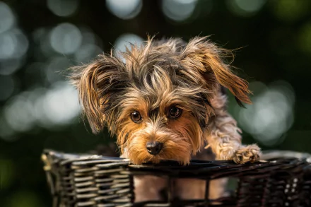 HD PC desktop wallpaper: cute terrier puppy peeking from a wicker basket, soft fur and big curious eyes.