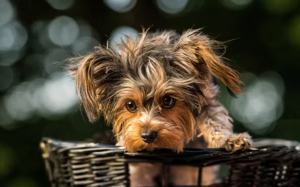 HD PC desktop wallpaper: cute terrier puppy peeking from a wicker basket, soft fur and big curious eyes.