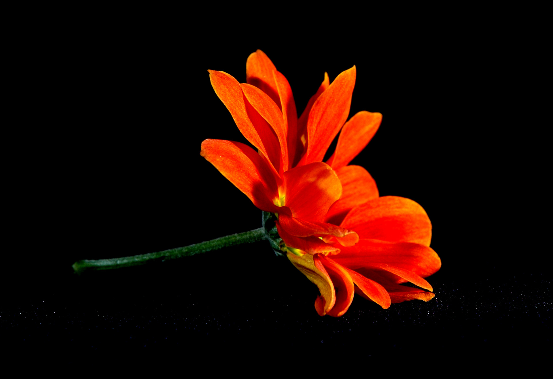 Vibrant orange flower against a dark background.