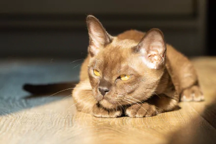 A Burmese cat rests with eyes half-closed on a sunlit surface, captured in a high-definition PC desktop wallpaper and background.