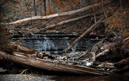 A tranquil nature landscape featuring a serene stream surrounded by fallen logs and autumn foliage, captured in stunning 4K Ultra HD for a vibrant desktop wallpaper.