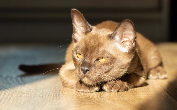 A Burmese cat rests with eyes half-closed on a sunlit surface, captured in a high-definition PC desktop wallpaper and background.