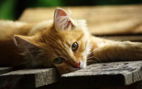 HD desktop wallpaper featuring a relaxed kitten lying on wooden planks, with a serene background.