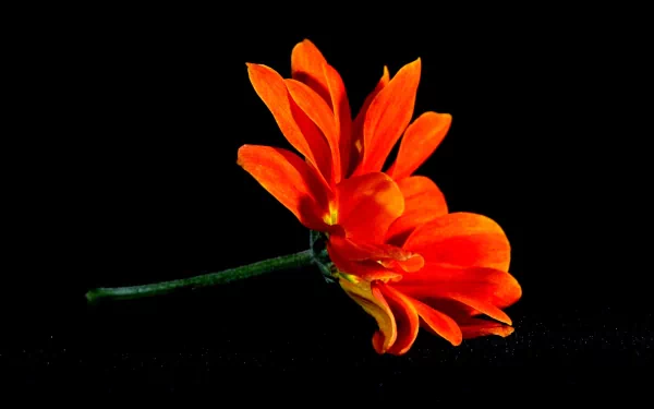 orange flower nature flower HD Desktop Wallpaper | Background Image