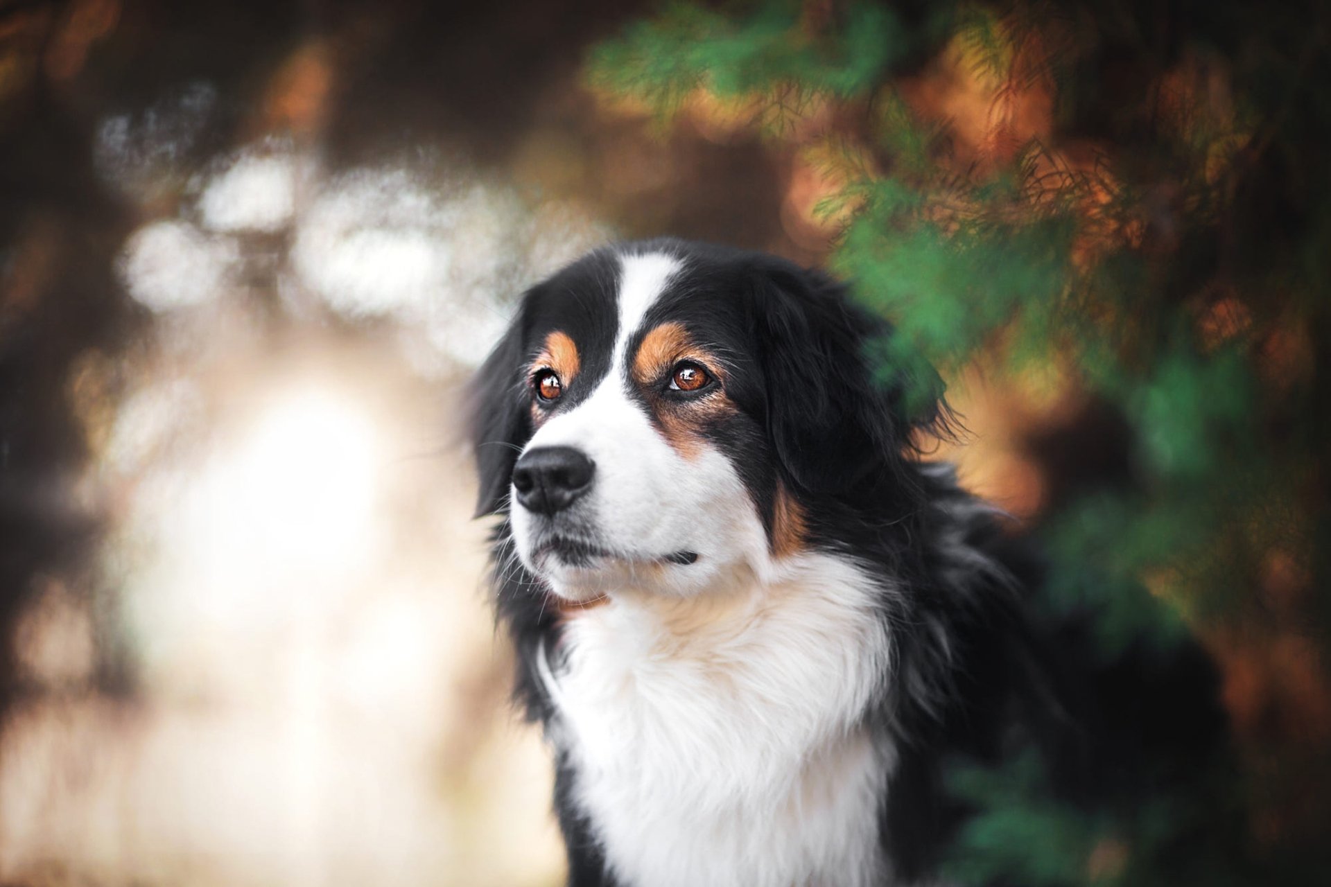 Download Dog Animal Australian Shepherd HD Wallpaper by Jasmin Hummer