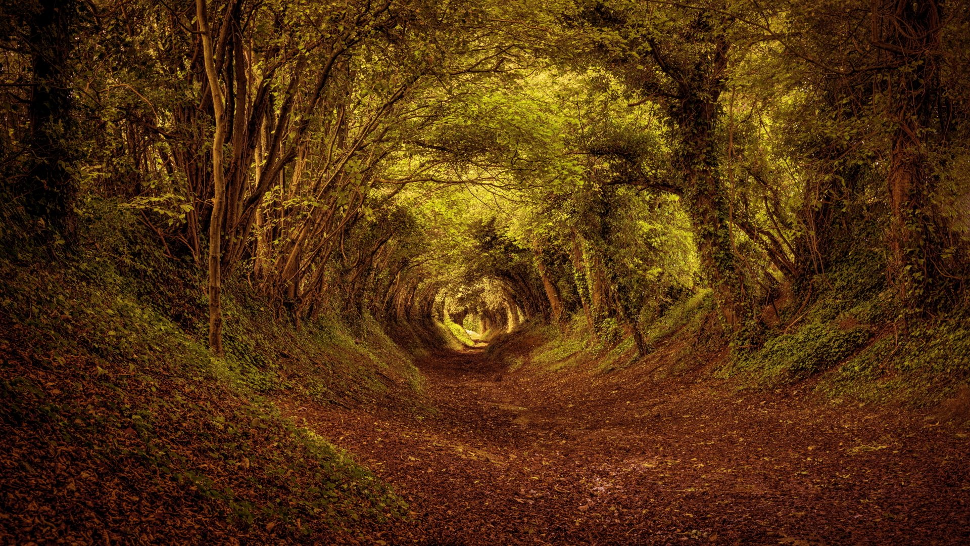 Nature's Tunnel: A Serene Path in 4K Ultra HD | 6000x3375 | Wallpaper Abyss
