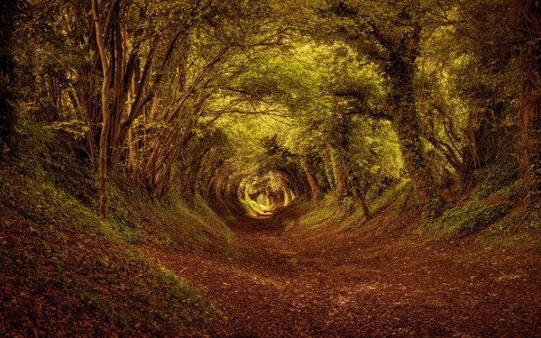 Tierra/Naturaleza Camino Naturaleza Bosque Túnel Fondo de pantalla HD | Fondo de Escritorio