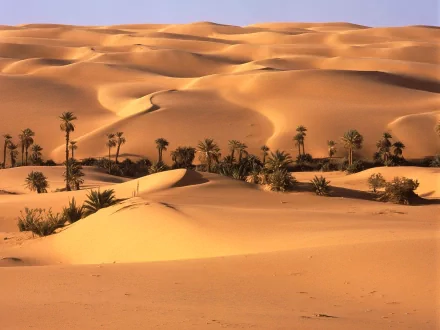 HD PC desktop wallpaper showcasing a vast desert landscape with golden sand dunes and scattered palm trees under warm sunlight.