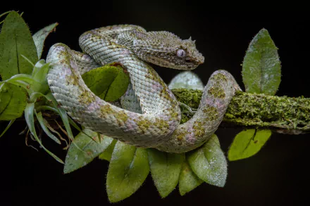 eyelash viper Animal viper HD Desktop Wallpaper | Background Image