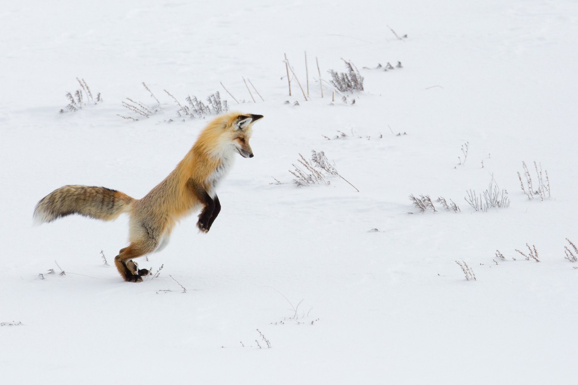 HD PC desktop wallpaper featuring a fox leaping across a snowy landscape, captured with sharp detail and natural colors.