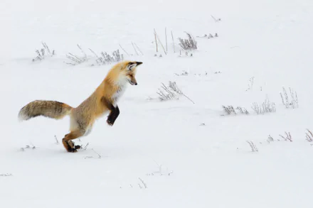 HD PC desktop wallpaper featuring a fox leaping across a snowy landscape, captured with sharp detail and natural colors.