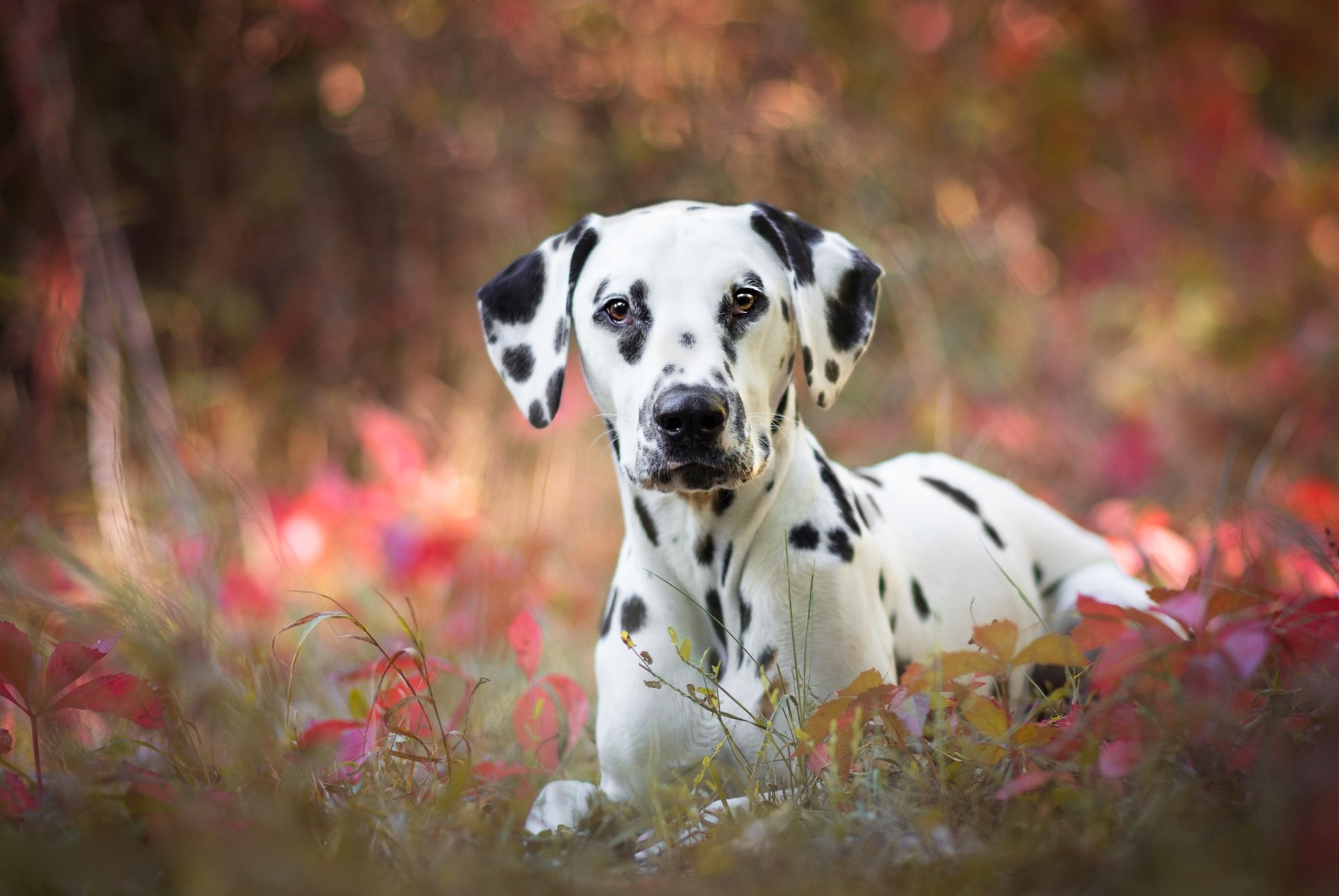 Download Dog Animal Dalmatian HD Wallpaper