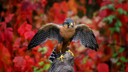 A bird of prey falcon with outstretched wings perched on a rock against vibrant red autumn foliage, shown in stunning 4K Ultra HD detail.