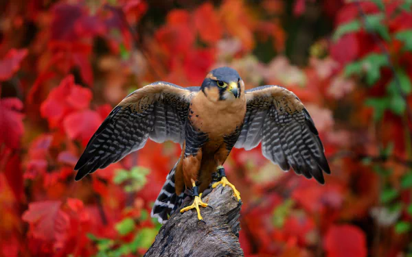 A bird of prey falcon with outstretched wings perched on a rock against vibrant red autumn foliage, shown in stunning 4K Ultra HD detail.