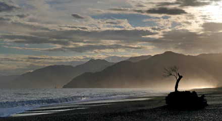 HD desktop wallpaper of New Zealand's coastline featuring a lone tree silhouette against the ocean with mountains and dramatic clouds in the background.