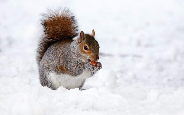 1200+ Squirrel HD Wallpapers | Background Images