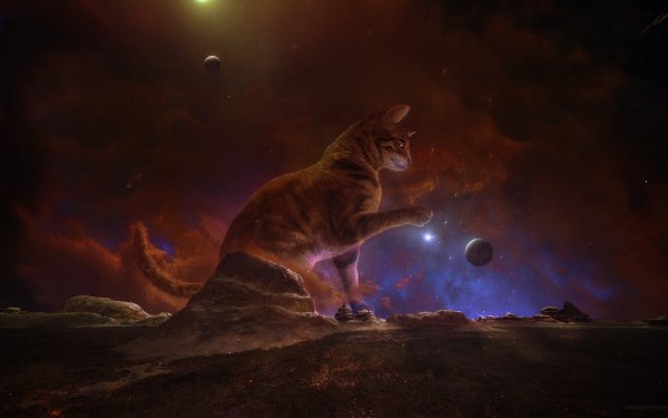 Animal Cat Cats Planet Space HD Wallpaper | Background Image