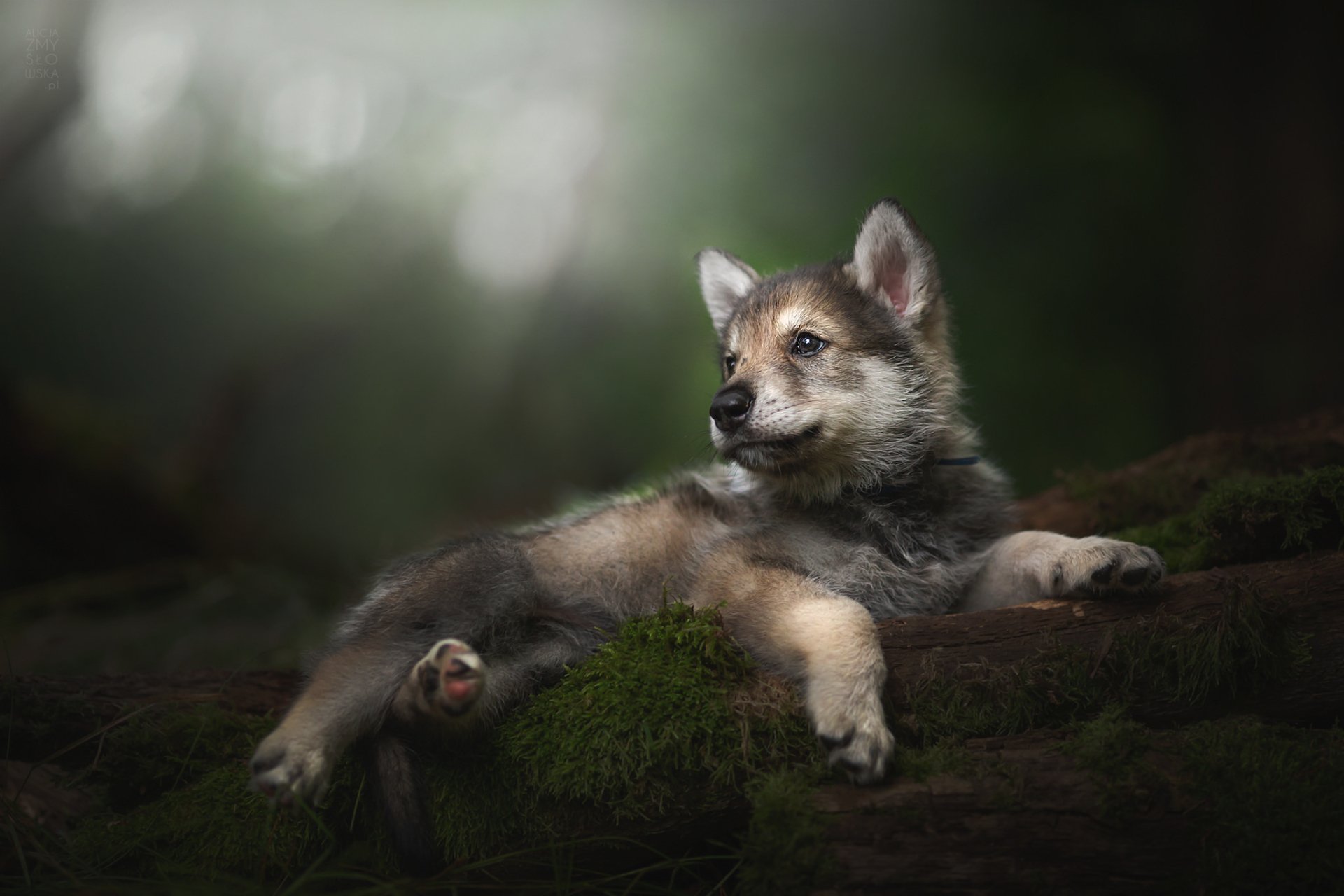 Download Animal Wolfdog HD Wallpaper by Alicja Zmysłowska