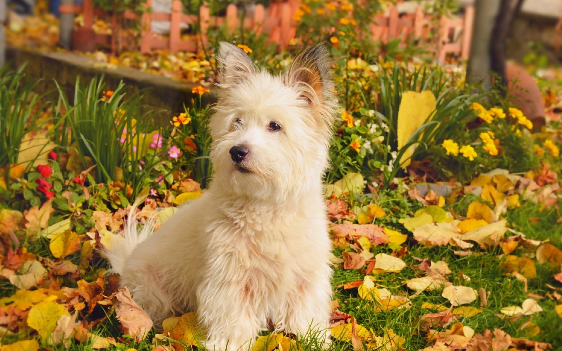 West Highland White Terrier dog seated among autumn leaves and garden flowers — 2K Quad HD PC desktop wallpaper/background.