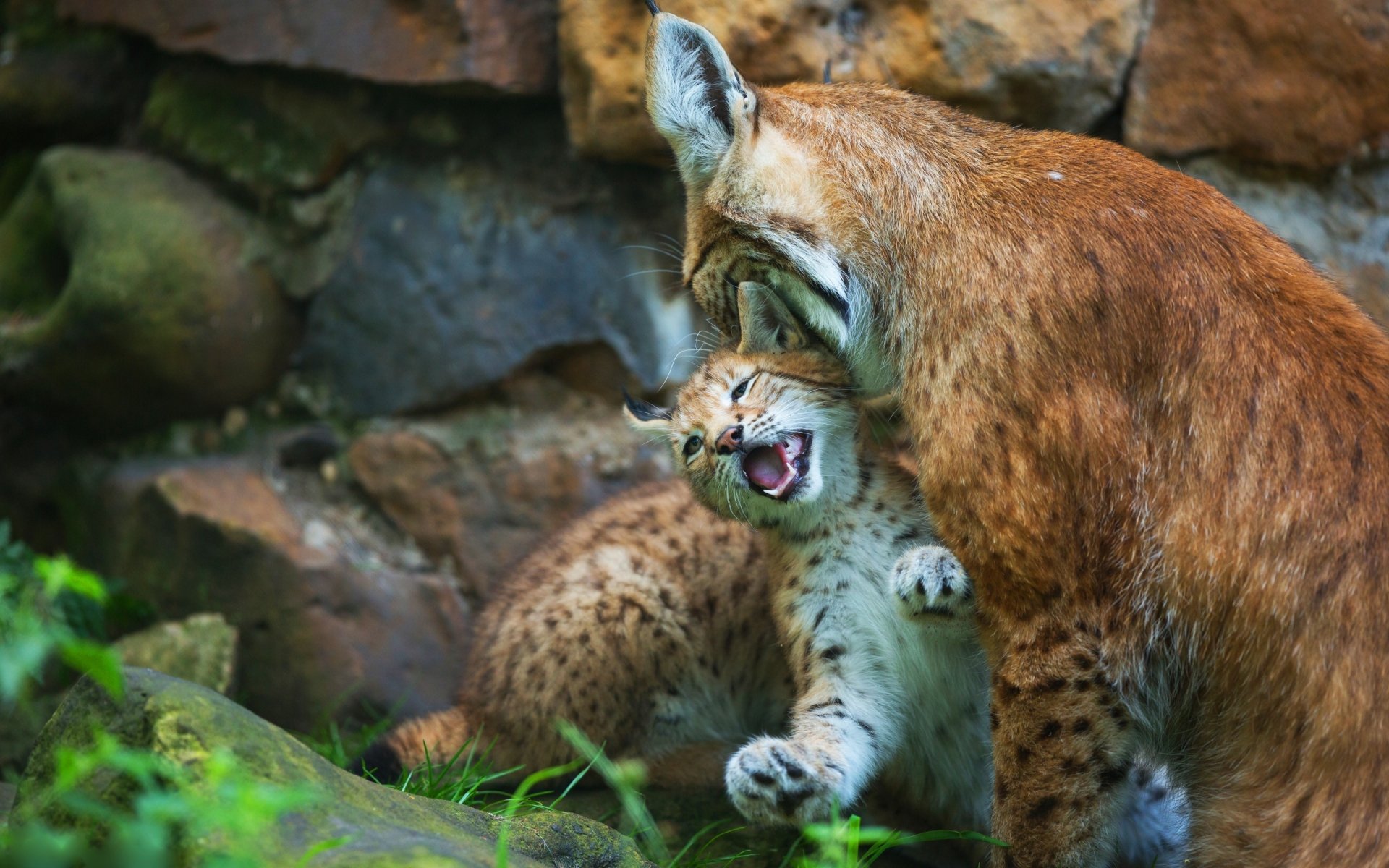 Download Animal Lynx HD Wallpaper