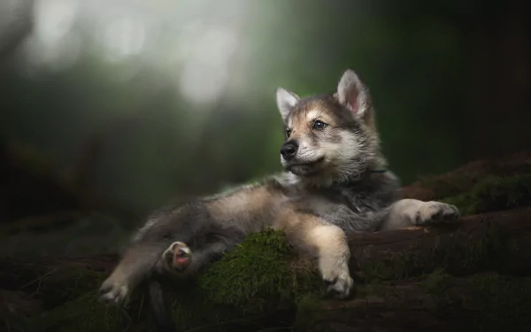  Tamaskan Wolfdog Puppy by Alicja Zmysłowska