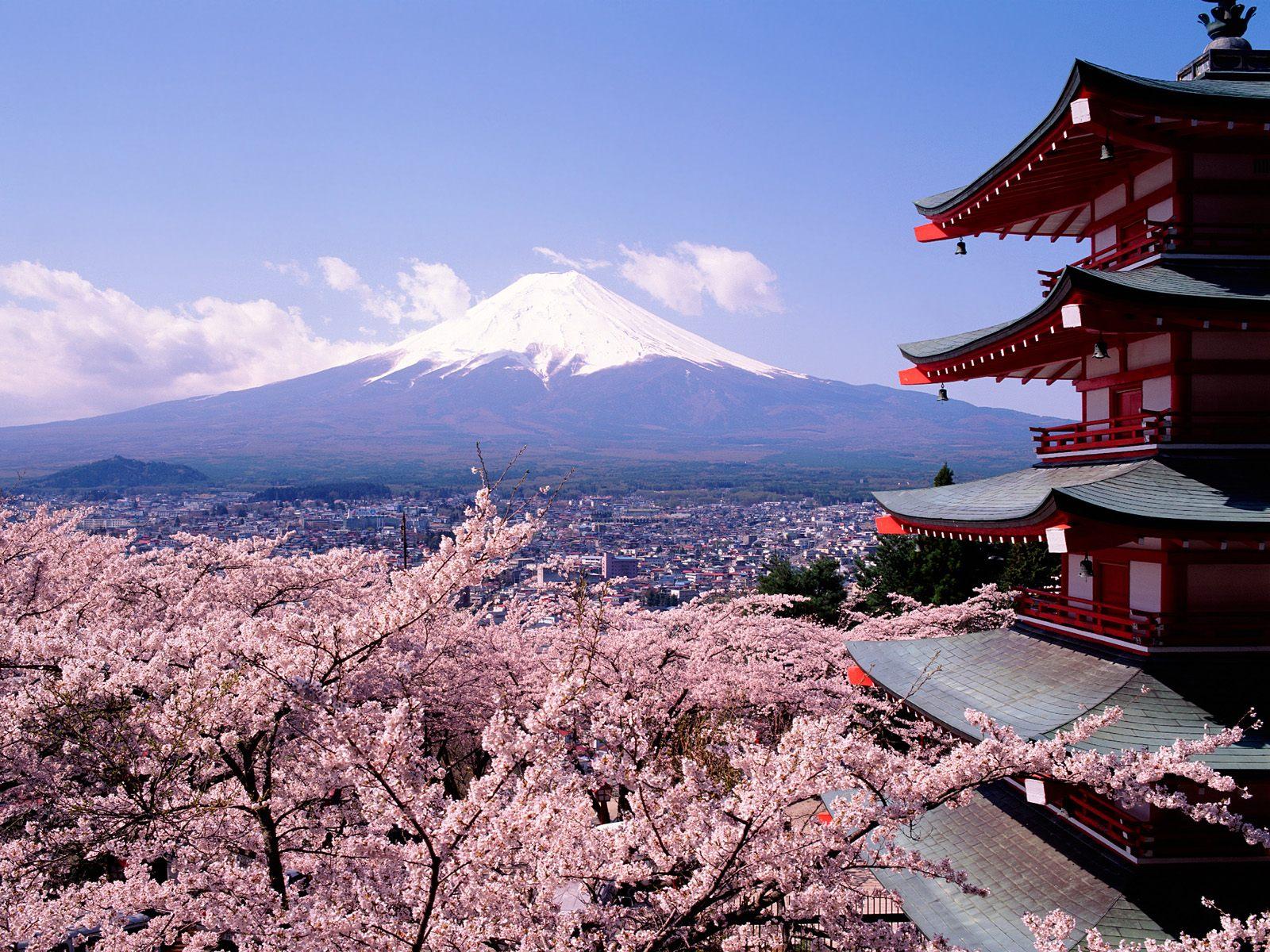 Japanese cherry blossoms in full bloom against a scenic backdrop.