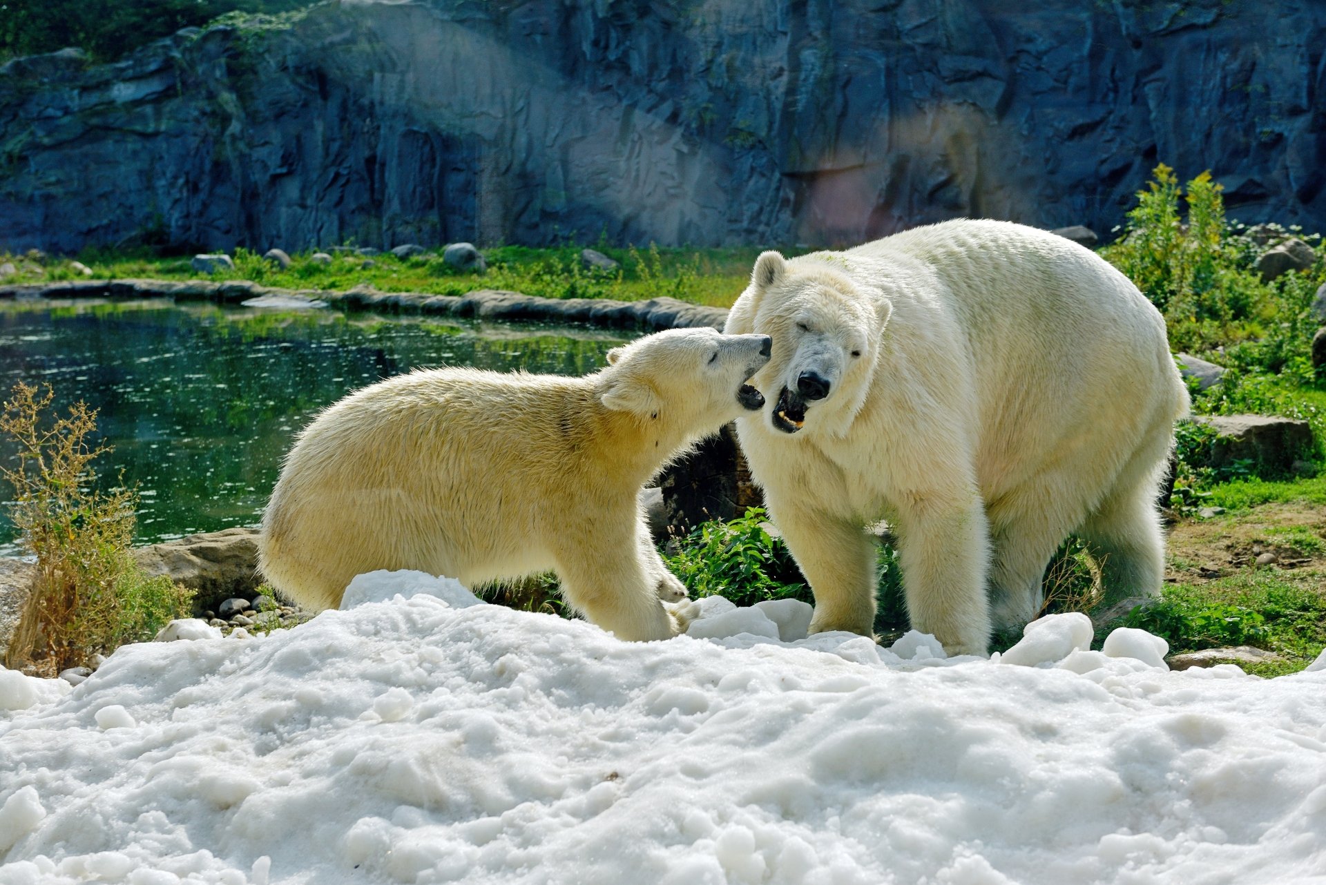 Download Cub Baby Animal Animal Polar Bear 4k Ultra HD Wallpaper