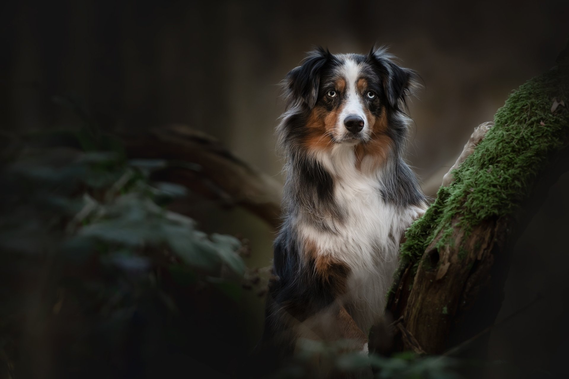 Australian Shepherd HD Wallpaper | Background Image | 2048x1365 | ID