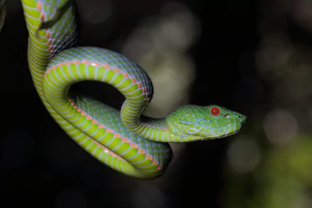 reptile Animal snake HD Desktop Wallpaper | Background Image