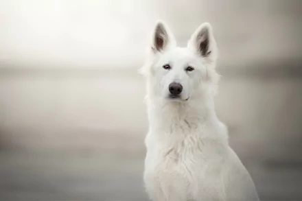 dog Animal berger blanc suisse HD Desktop Wallpaper | Background Image