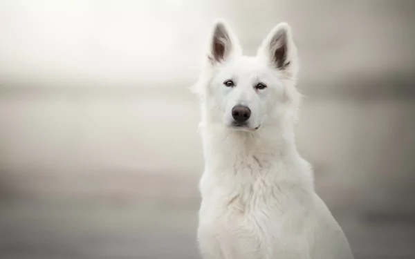 HD PC desktop wallpaper of a white Berger Blanc Suisse dog centered against a soft, blurred neutral background.