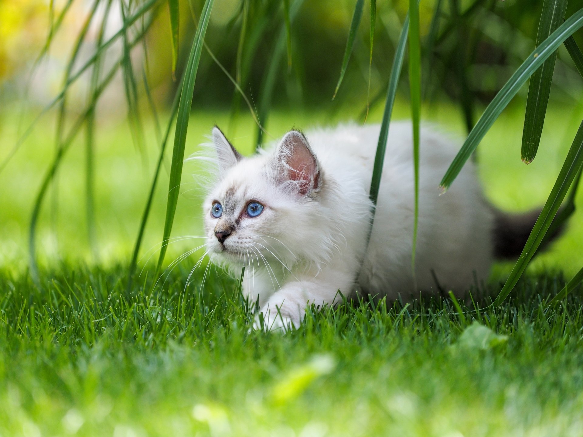 White Burmese kitten with vivid blue eyes crouching in bright green grass under arching leaves — 2K Quad HD PC desktop wallpaper background