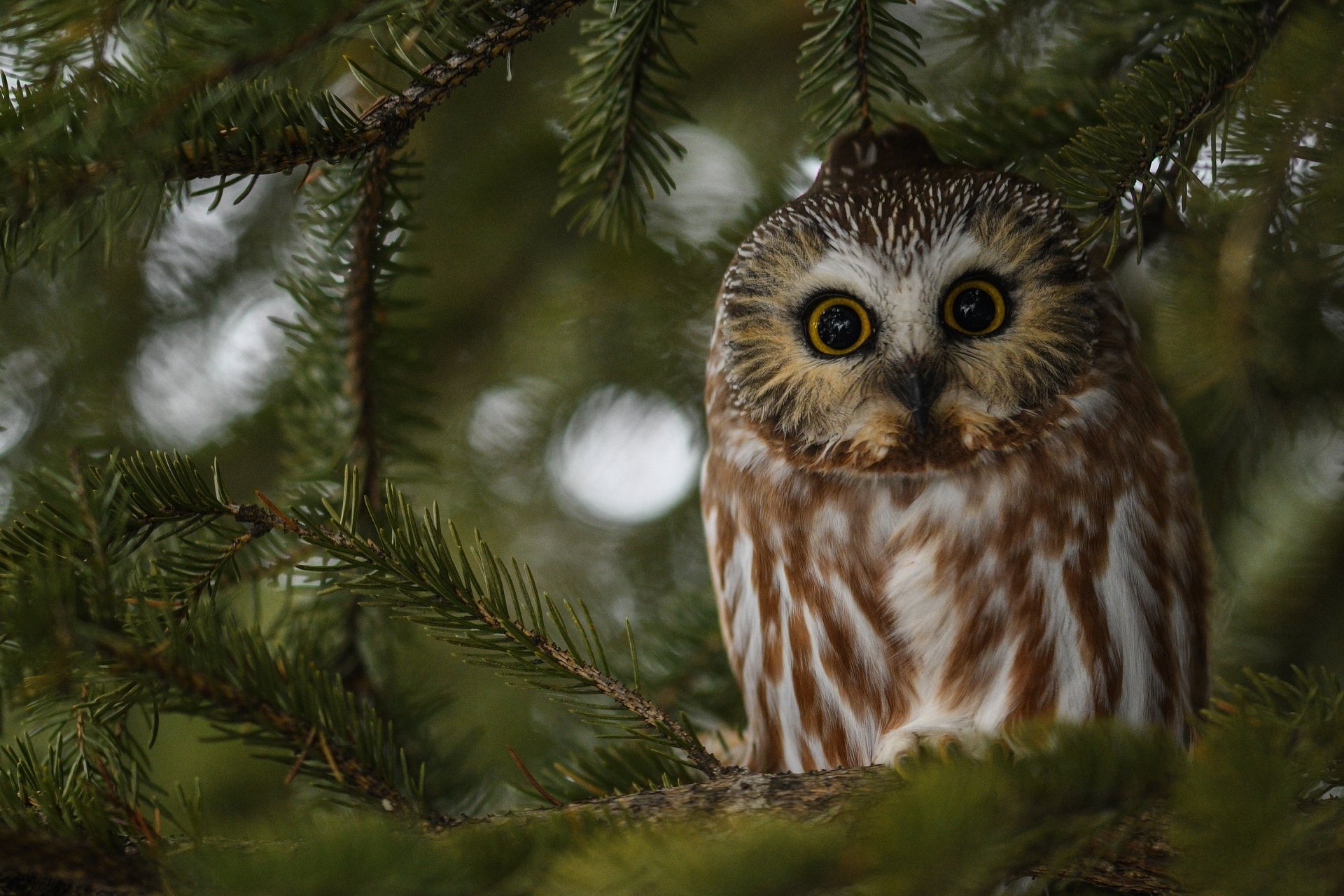 A close-up of a beautifully patterned owl perched among green pine branches, making for a striking HD PC desktop wallpaper and background.