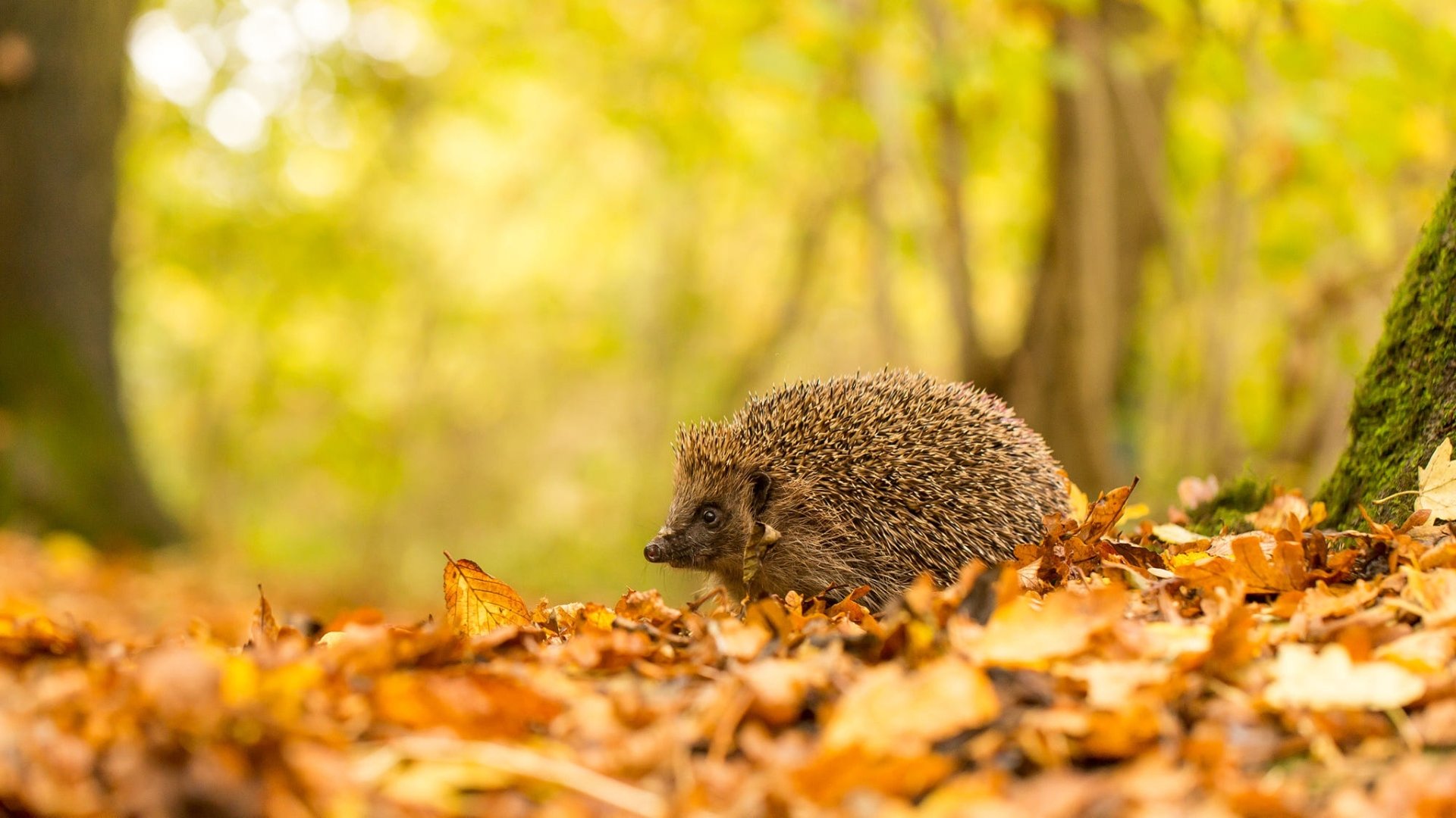 Download Fall Depth Of Field Animal Hedgehog HD Wallpaper