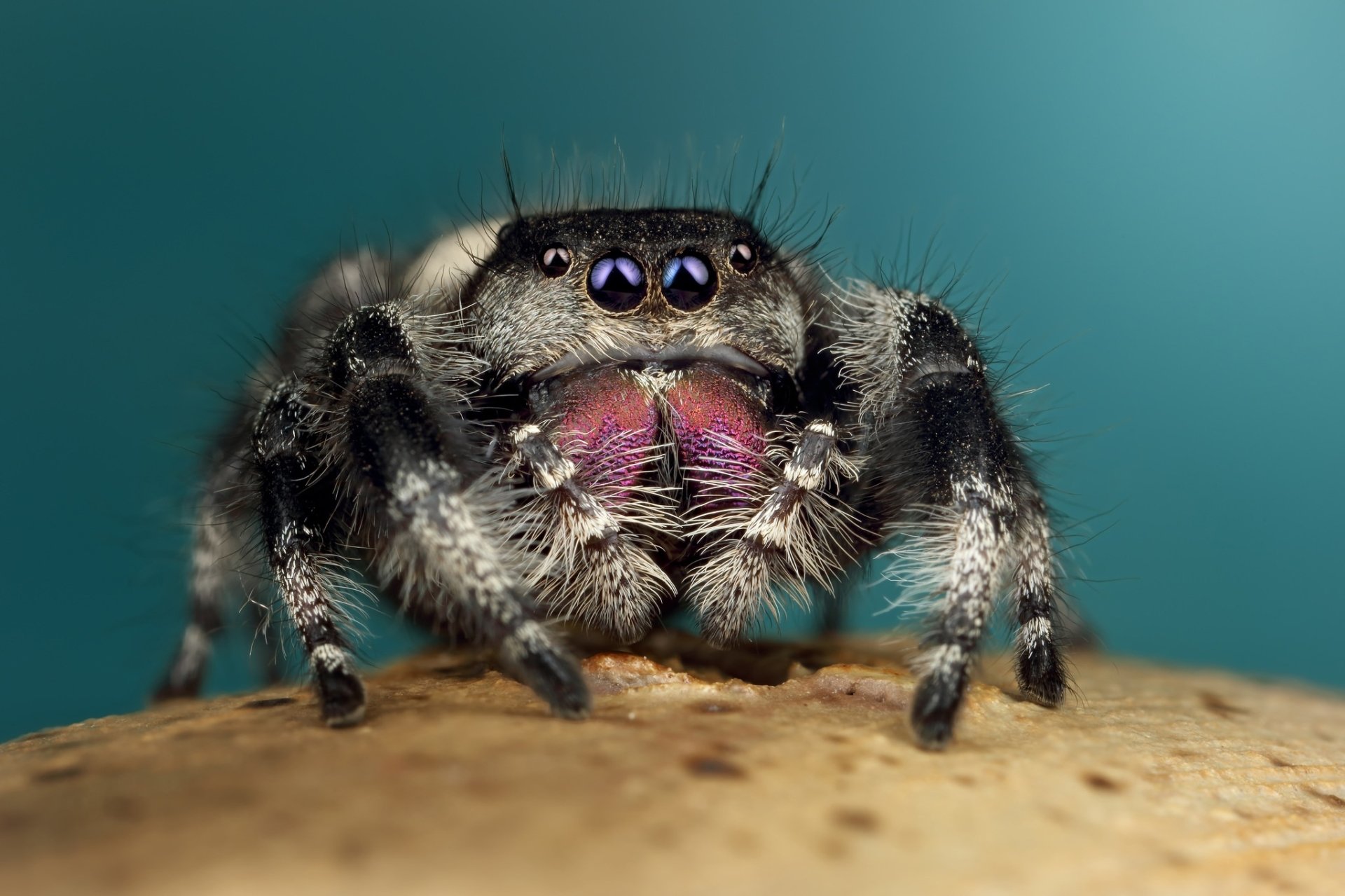 Download Spider Arachnid Macro Animal Jumping Spider HD Wallpaper