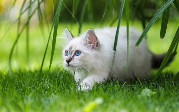 White Burmese kitten with vivid blue eyes crouching in bright green grass under arching leaves — 2K Quad HD PC desktop wallpaper background