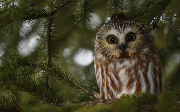 A close-up of a beautifully patterned owl perched among green pine branches, making for a striking HD PC desktop wallpaper and background.