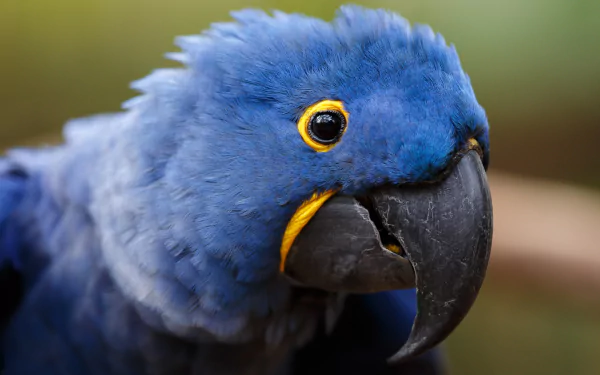 Close-up of a vibrant blue hyacinth macaw with a large black beak and striking yellow markings around its eye, featured in an HD desktop wallpaper.