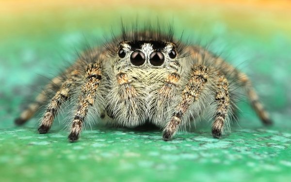 Animal Jumping Spider Spiders Macro Arachnid Spider HD Wallpaper | Background Image